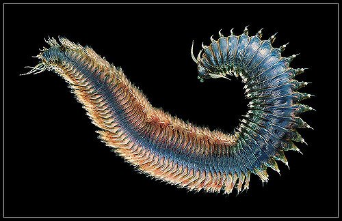 Ancient Bristle Worm