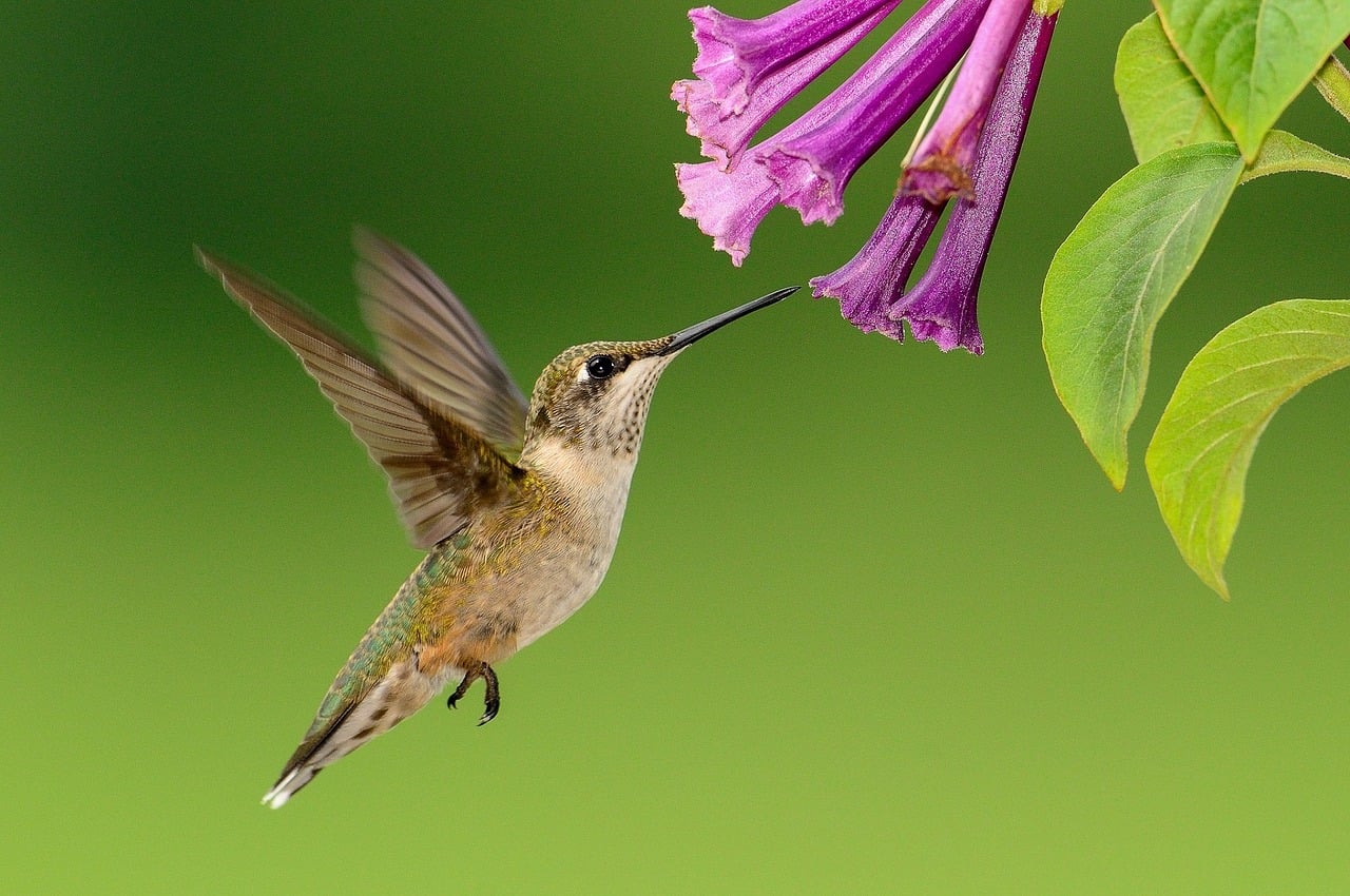 Bird Feeding