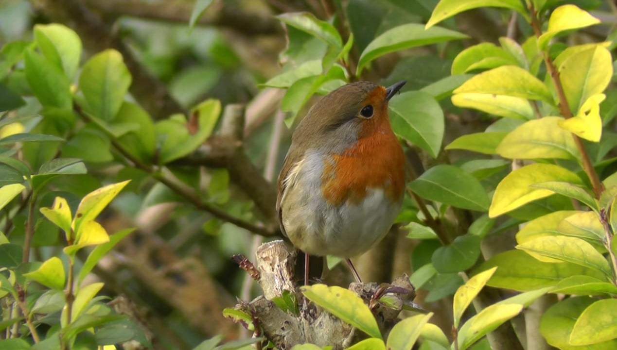 Noise Pollution Stress On Birds