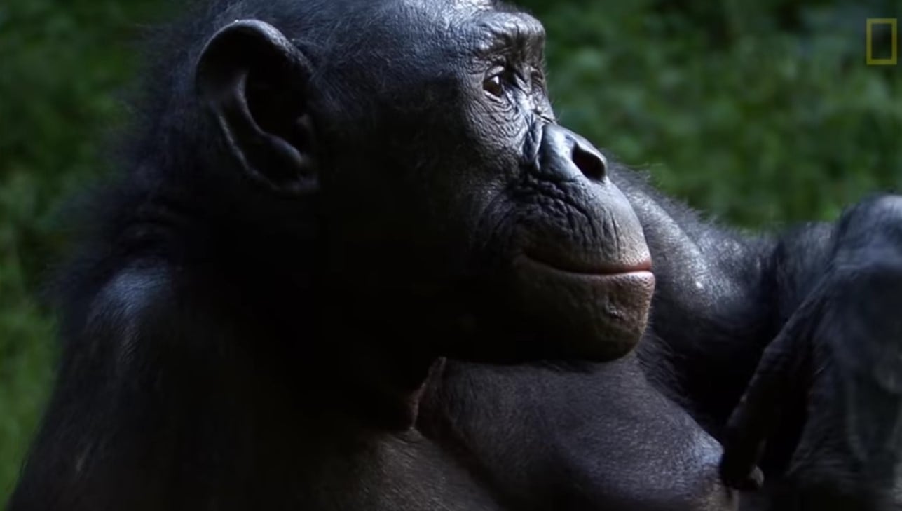 Bonobos