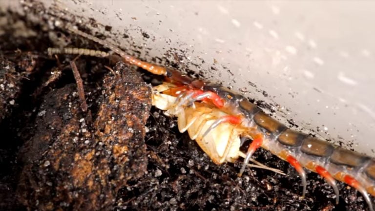 Scientists Identify Toxin That Allows Centipedes To Kill Large Prey