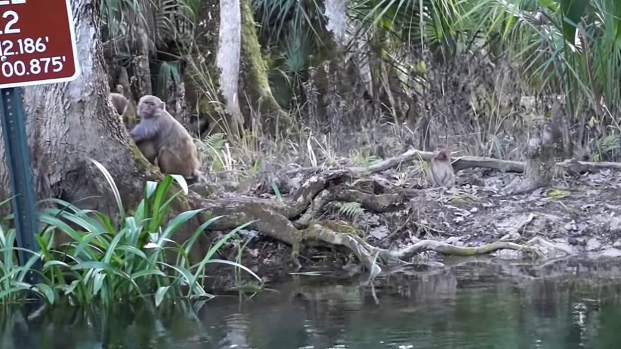 Florida Monkeys