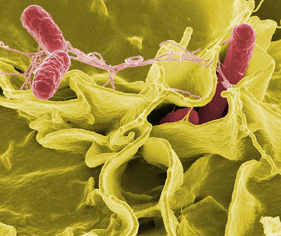 Form Of Salmonella