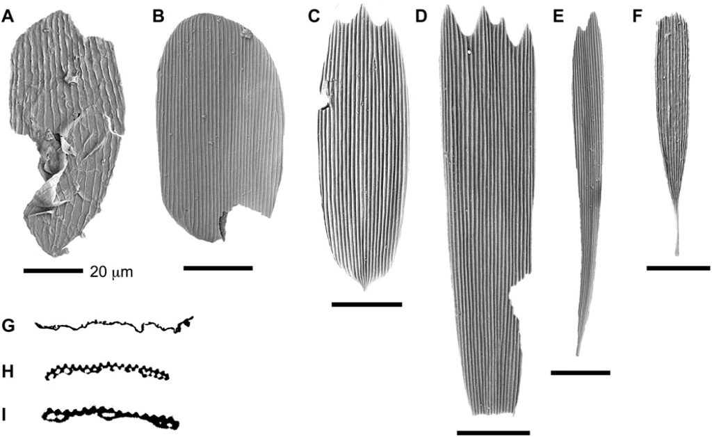 Fossilized Wing Scales