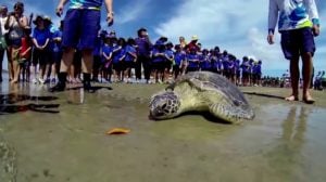 Great Barrier Reef Turtles
