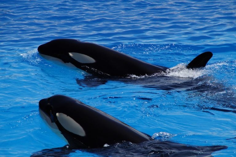 Scientists Observe Killer Whale Infanticide