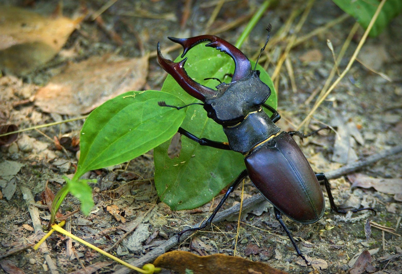 Large Beetles