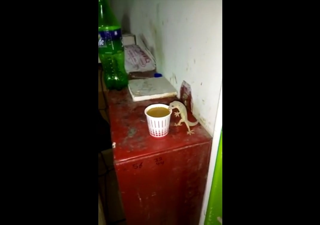 Lizard Drinking Tea