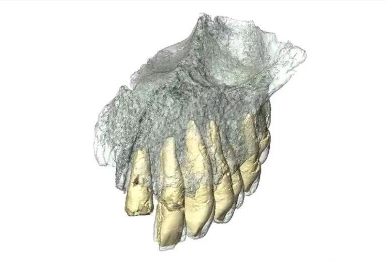 Oldest Human Fossils Change The Timeline Of Human Evolution