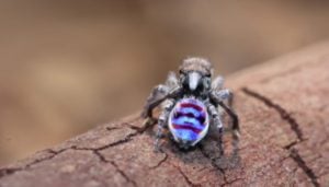 Peacock Spider