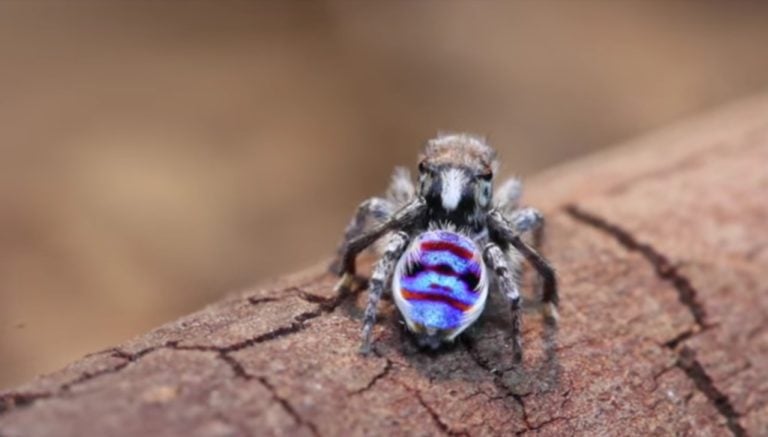 World’s Smallest Rainbow On Peacock Spider Can Inspire Optical Technologies
