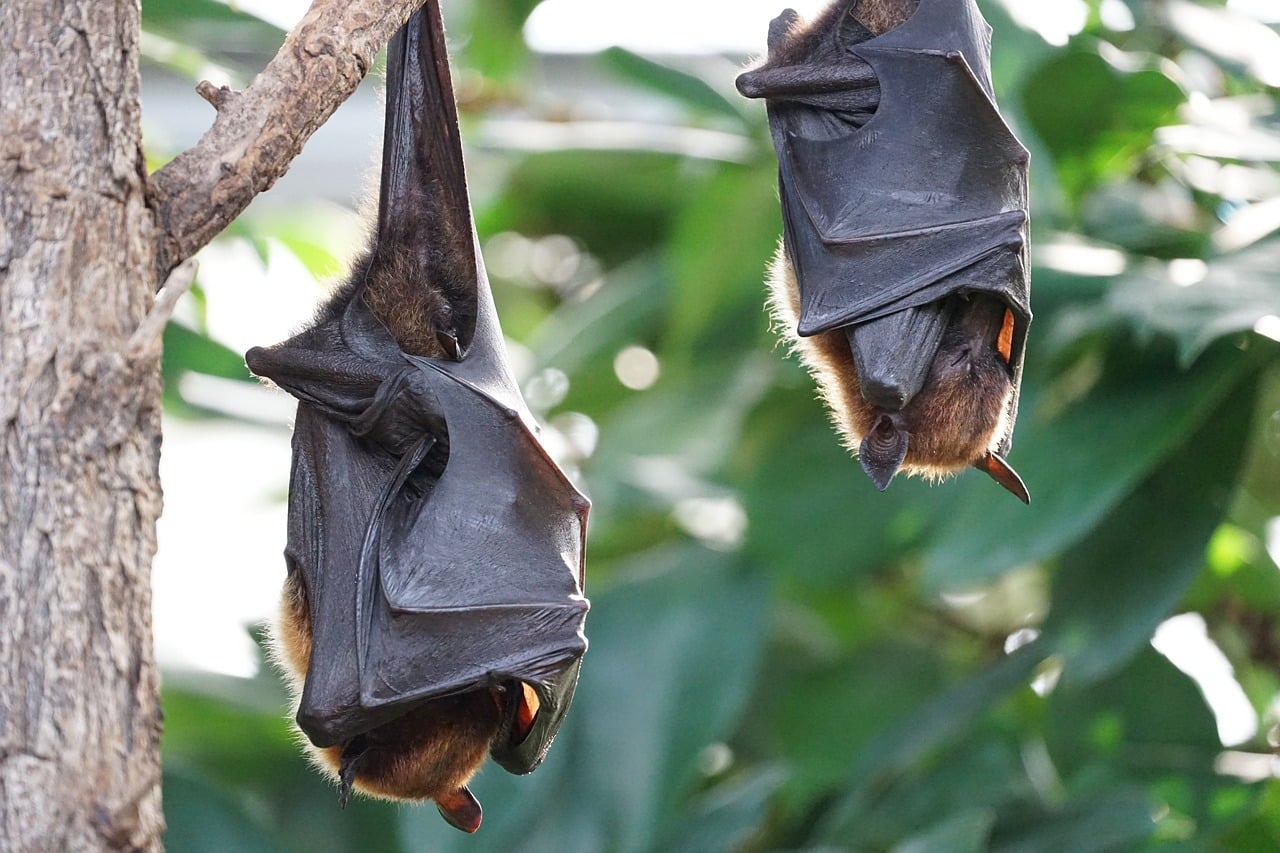 Bats Die Australian Heat Wave