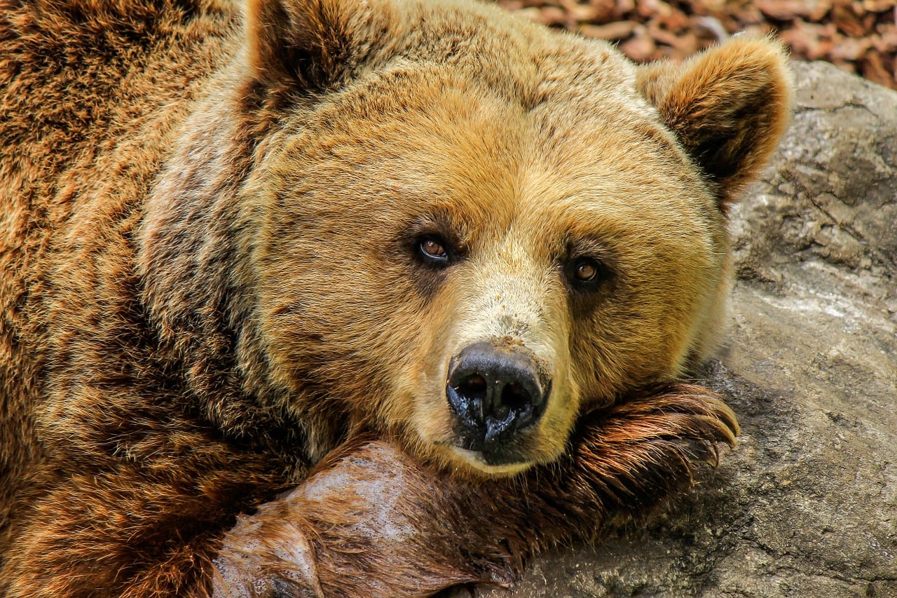 Scandinavian Brown Bears