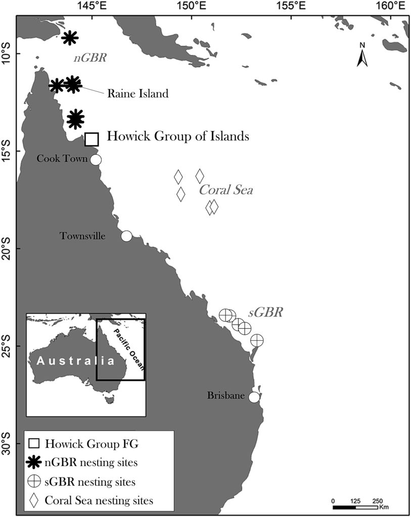 Green Sea Turtle Population