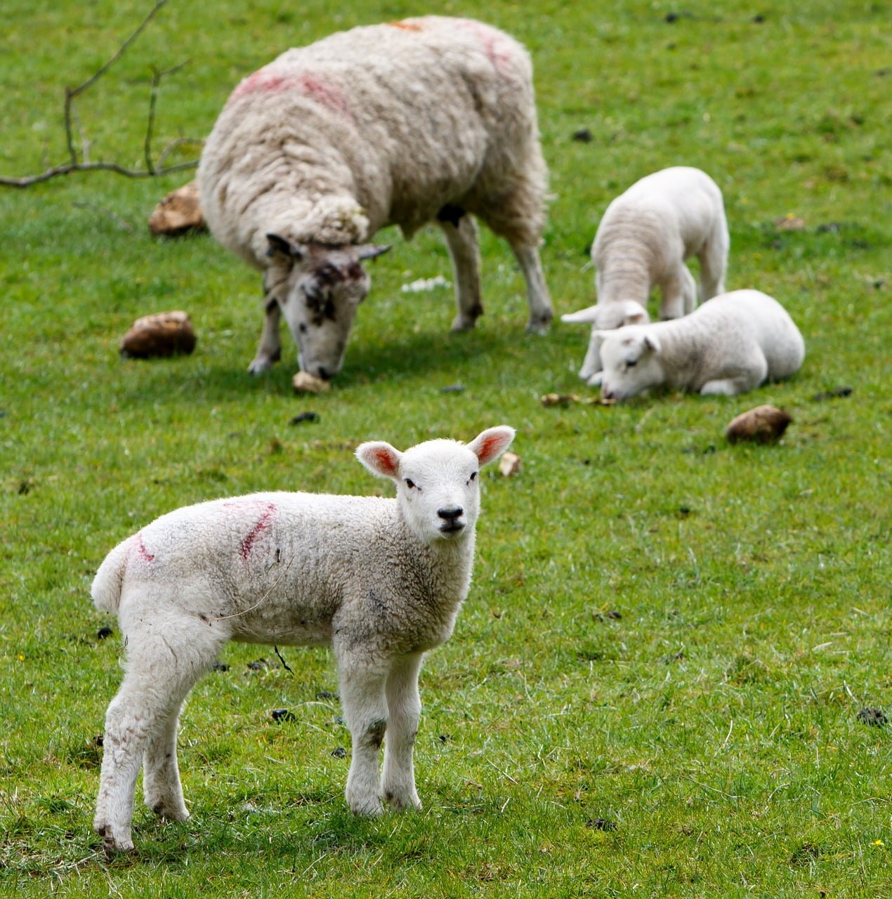 Sheep-Human Hybrid Embryos
