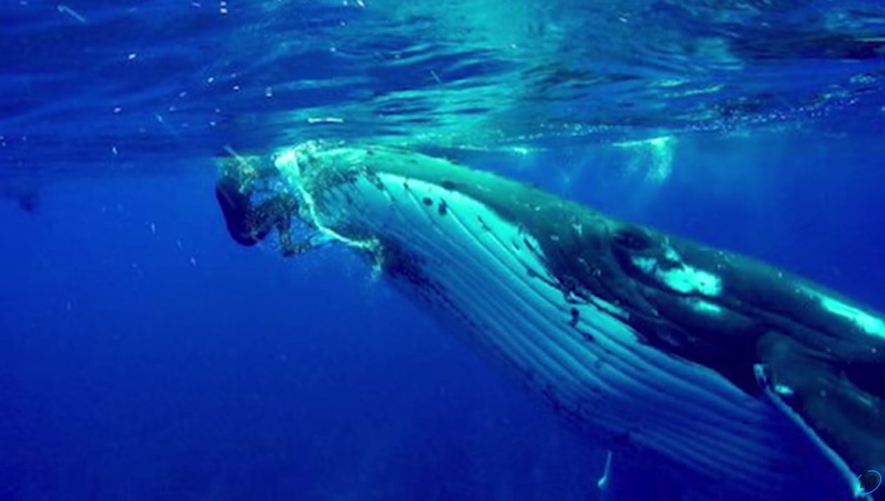 whale saves diver