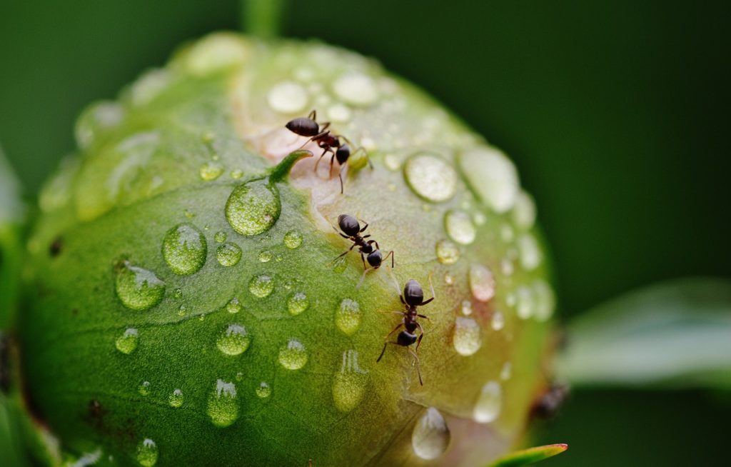 Wounded Ants