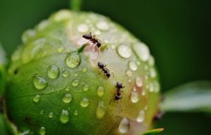 Wounded Ants