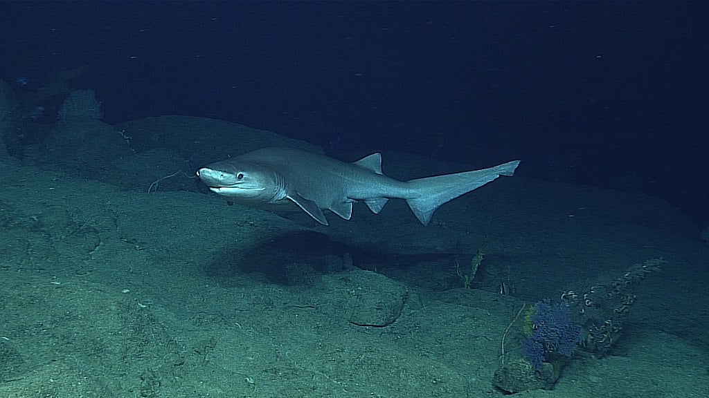 Atlantic Sixgill Shark
