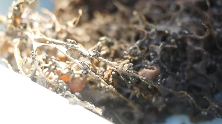 Stingless Spiral Bees Form Fascinating and Unique Hives