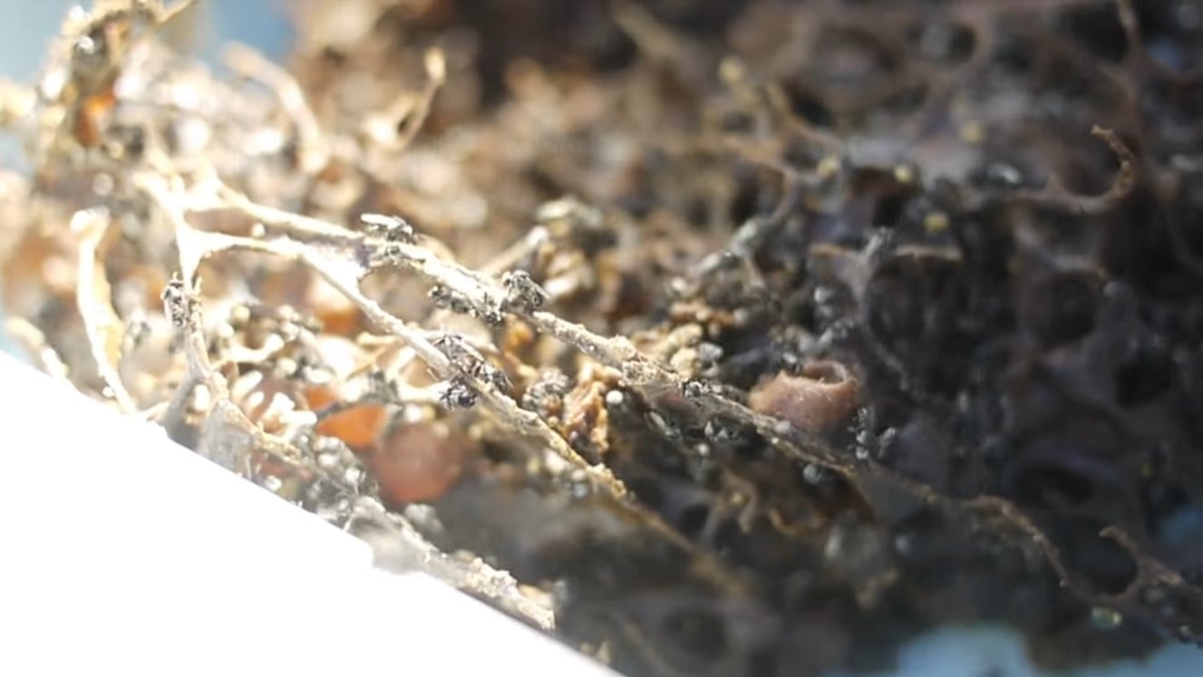 stingless spiral bees