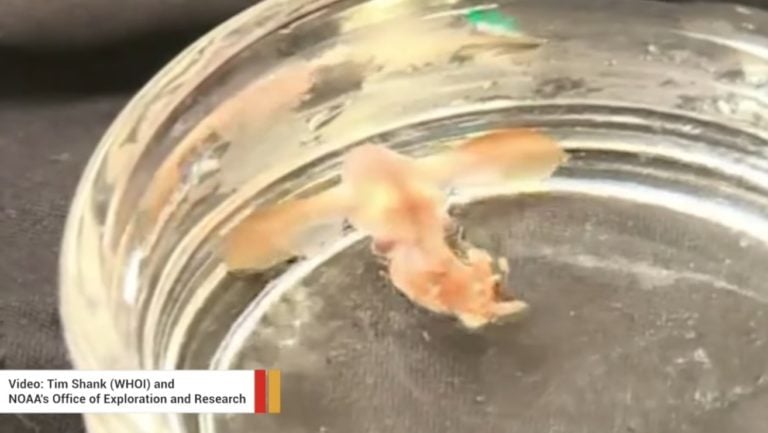 Scientists Record Newborn Baby Dumbo Octopus