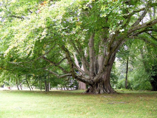 Beech Trees