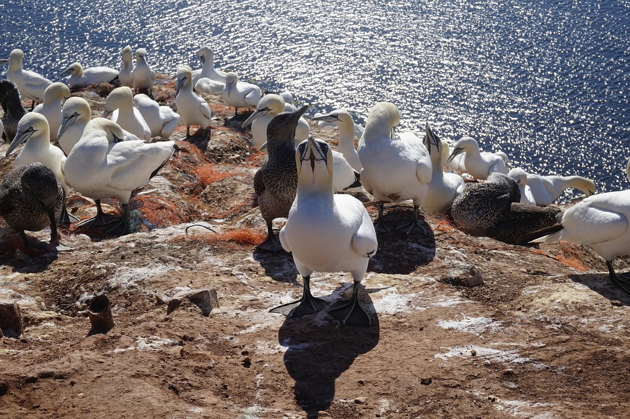 Gannet Nigel