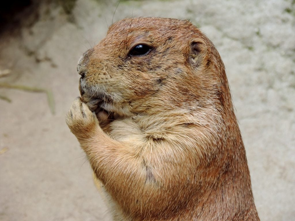 Groundhog Day