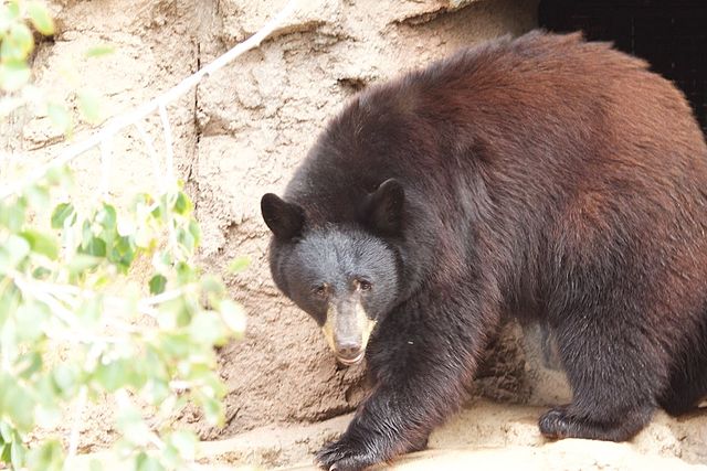 Oman Desert Bears