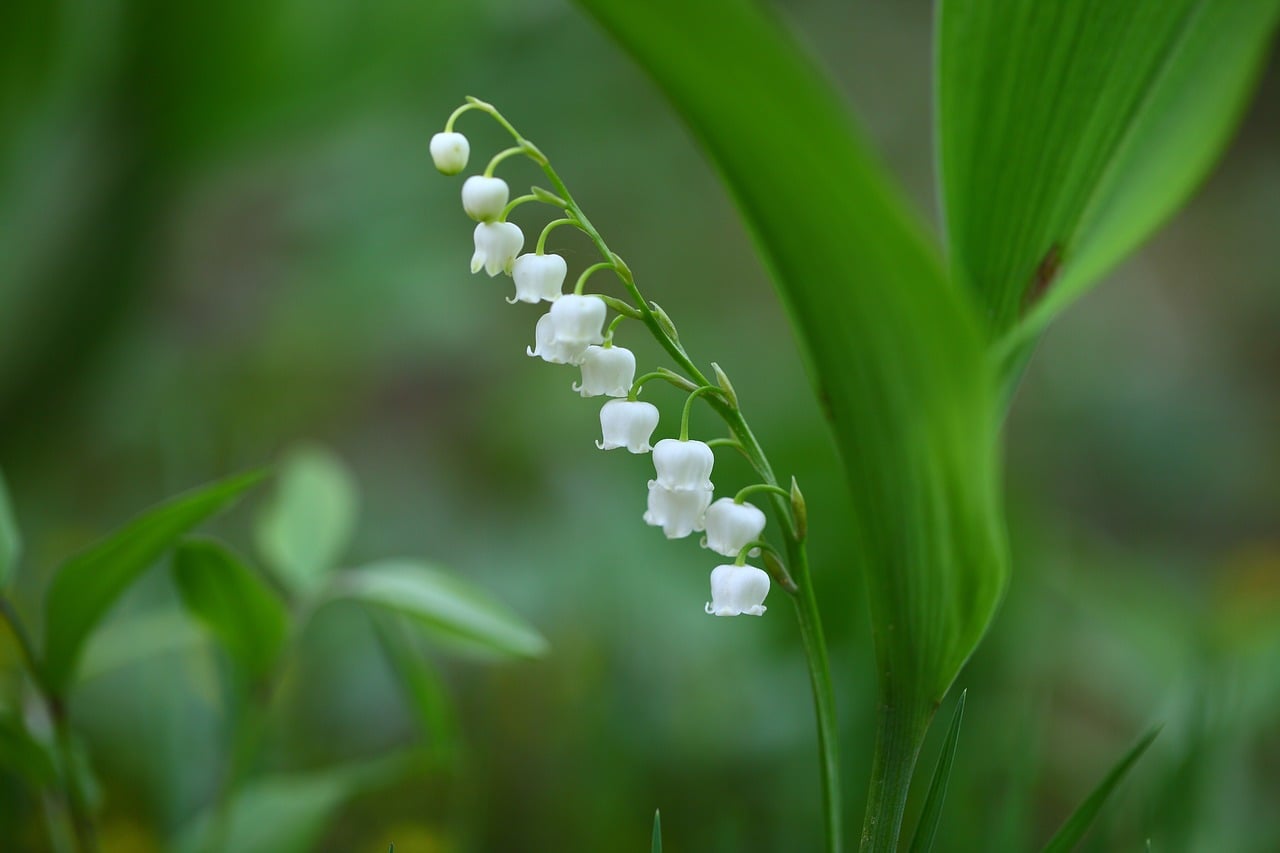 Land Plants