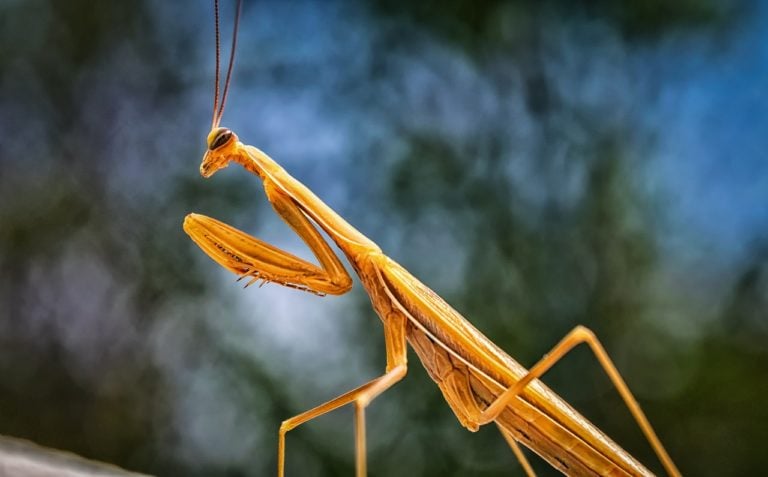 New Type Of 3D Vision In Praying Mantis Discovered