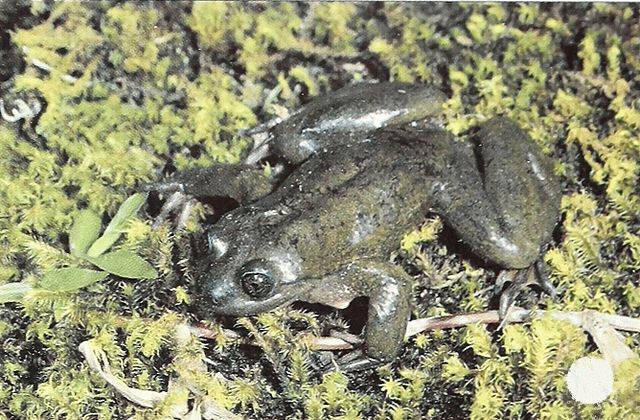 World's Loneliest Frog
