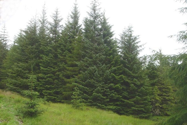 Tree Anthropocene