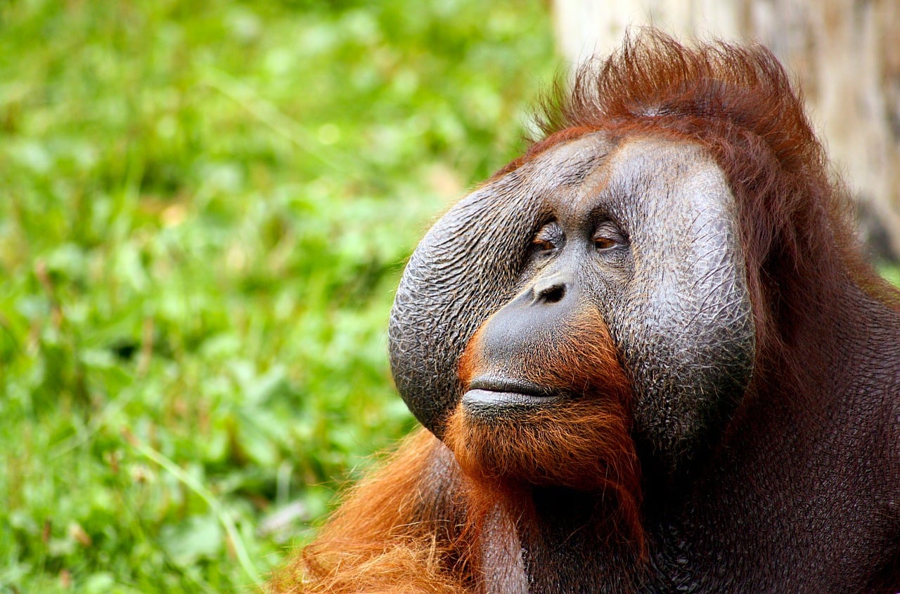 borneo orangutan population