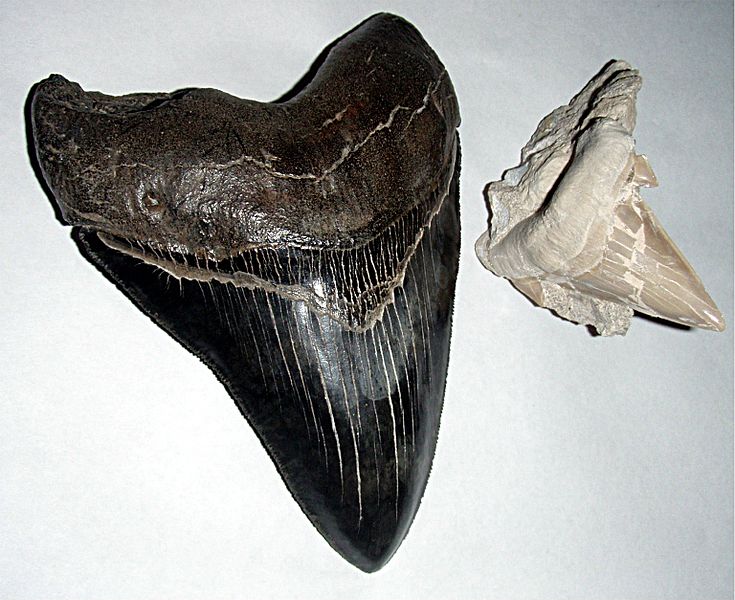 Ancient Shark Tooth