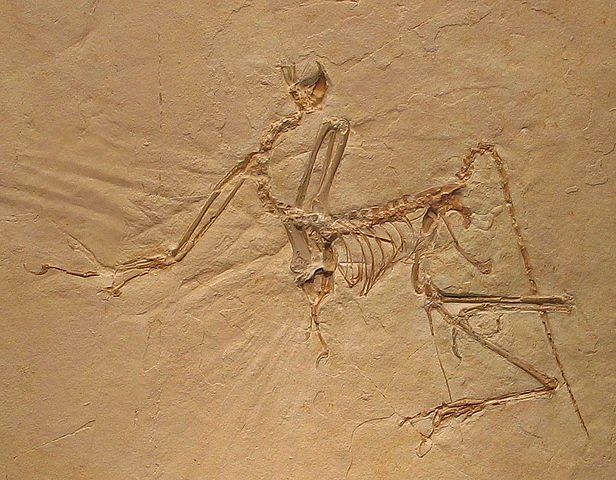 Ancient Archaeopteryx Flew In Completely Unique Way
