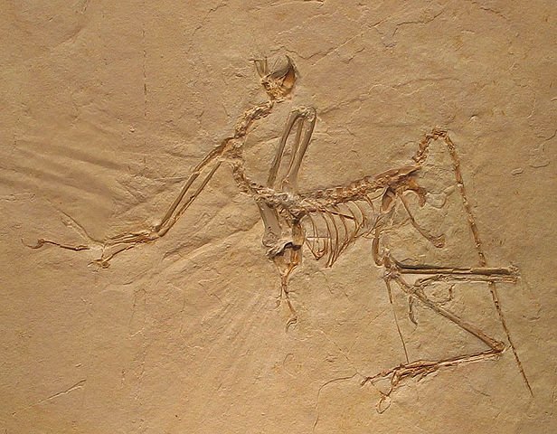 Archaeopteryx