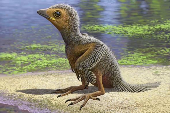 Baby Bird Fossil