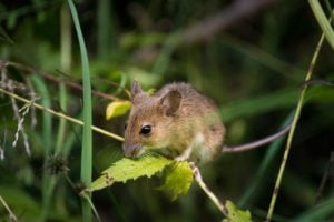 Mice Can Sense Pheromones