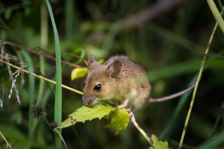 Mice Can Sense Pheromones To Avoid Predators, Say Researchers