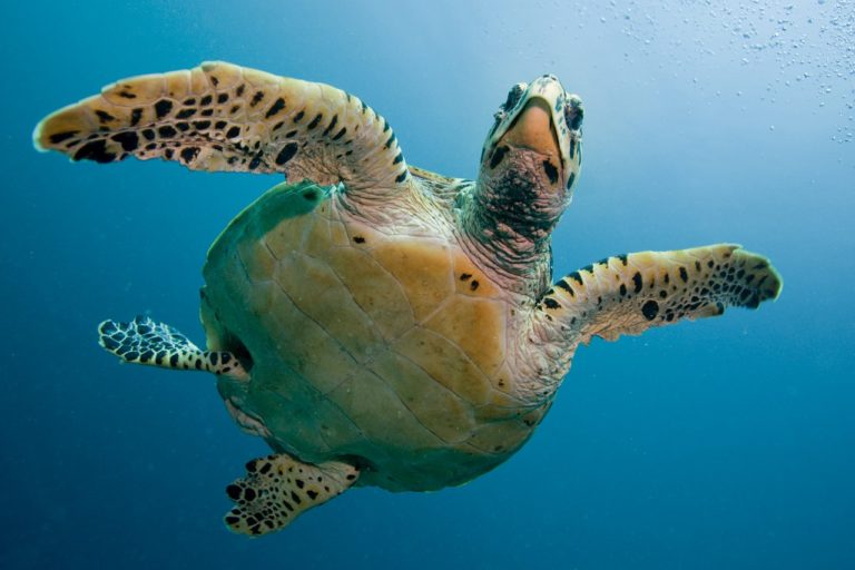 Sea Turtles Use Their Flippers To Manipulate Their Prey [Study]