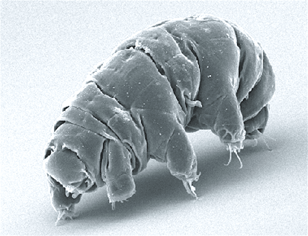 New Tardigrade Species Discovered In Parking Lot