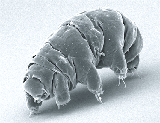 Tardigrades