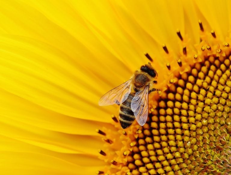 Woman Dies From Bee Acupuncture, Which Gwyneth Paltrow Has Touted