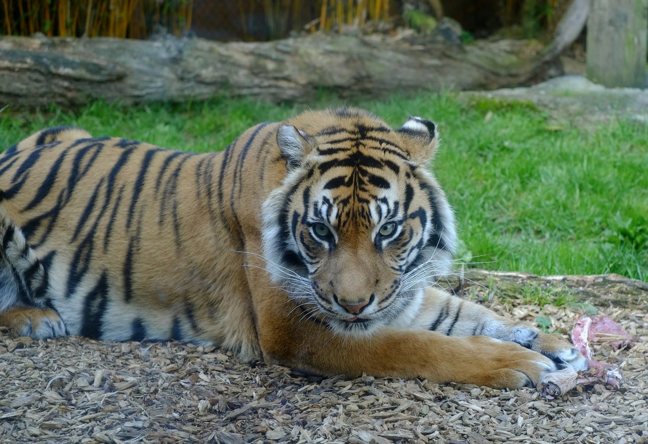 Lee Ainslie endangered sumatran tiger shape-shifter