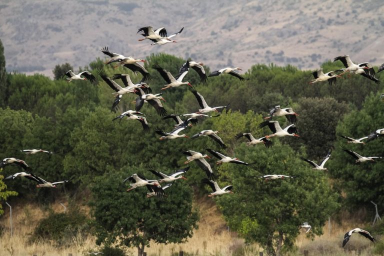 Migratory Birds Fly Away From Diseases