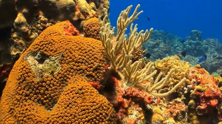Great Barrier Reef May Be Forever Damaged By Global Warming