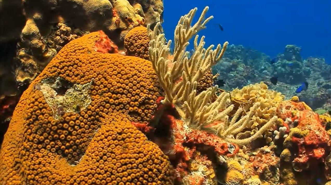 Coral Destroying Disease