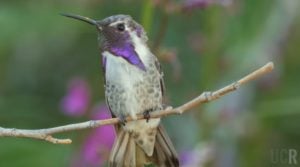 Costa's Hummingbirds